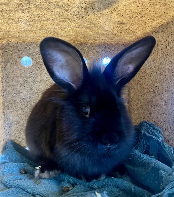 YOGI - Shorthaired Rabbit available for adoption