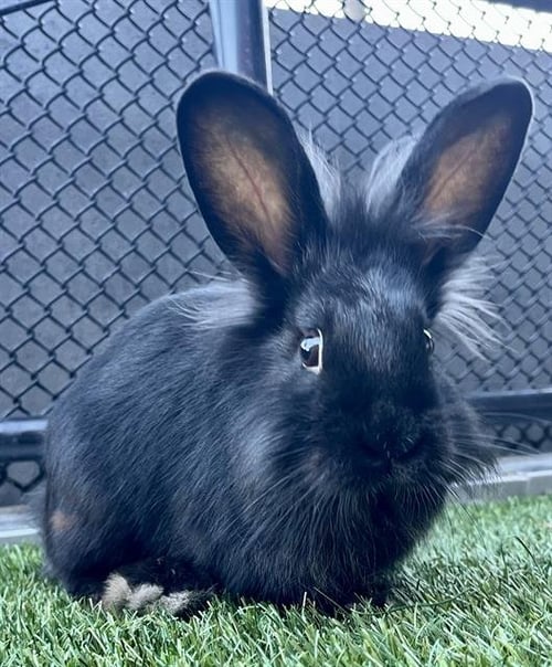 SESAME - Shorthaired Rabbit available for adoption