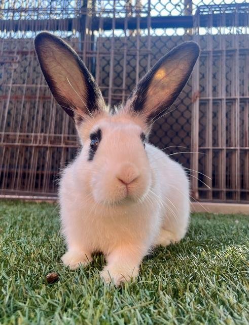 BENITO - Shorthaired Rabbit available for adoption