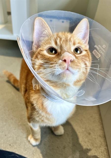 CHILI PEPPER - Domestic Medium Hair available for adoption