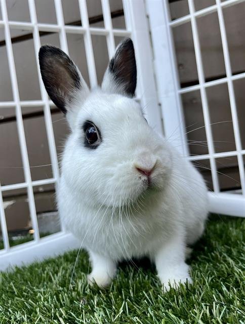 CITRUS - Shorthaired Rabbit available for adoption