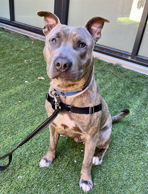 ROQUI - Pit Bull Terrier for adoption in San Francisco