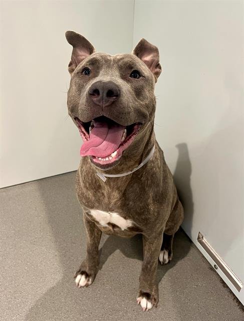 ROQUI - Pit Bull Terrier available for adoption