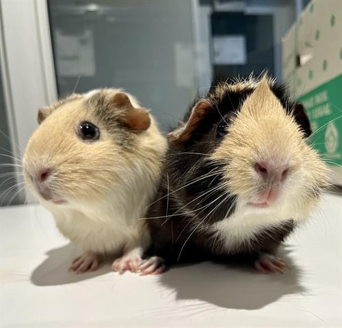 SMORES - Guinea Pig available for adoption