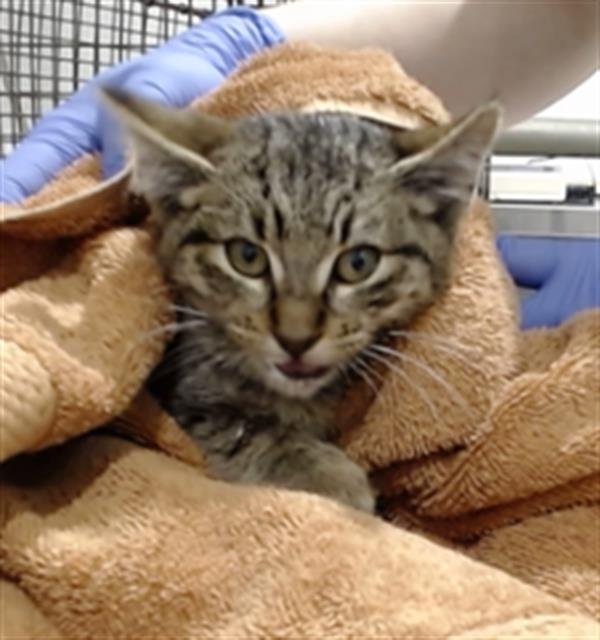 OSCAR - Domestic Short Hair available for adoption