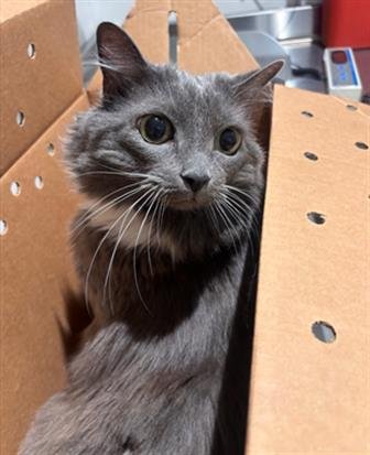 GRACIE - Domestic Long Hair available for adoption