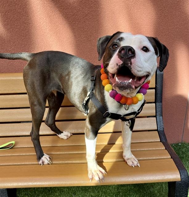 LEILEI - Pit Bull Terrier available for adoption