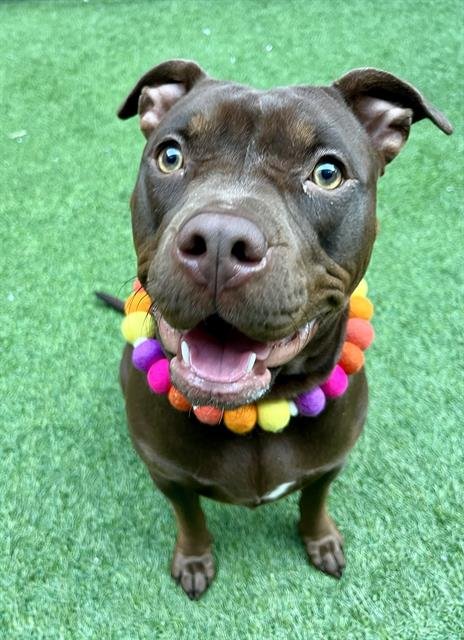 LOLA - Pit Bull Terrier available for adoption