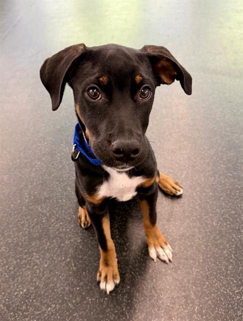 AIDEN - Black and Tan Coonhound available for adoption
