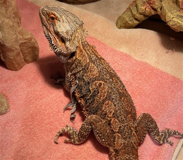 SAPHIRA - Lizard available for adoption