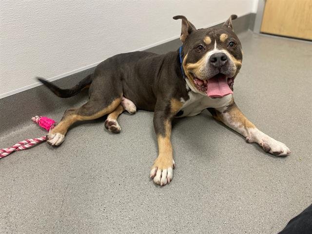 BRUCE - Pit Bull Terrier available for adoption