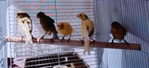 EAST - Canary available for adoption