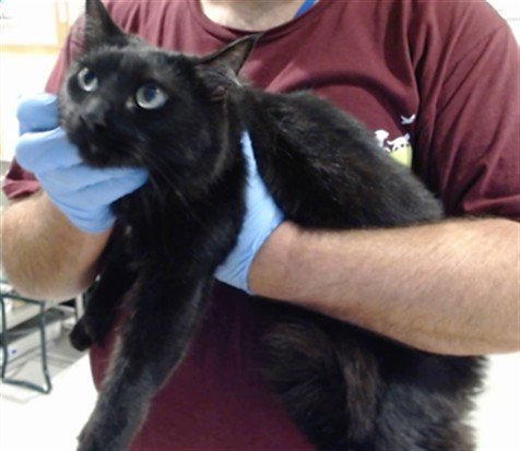 KUROMI - Domestic Medium Hair available for adoption