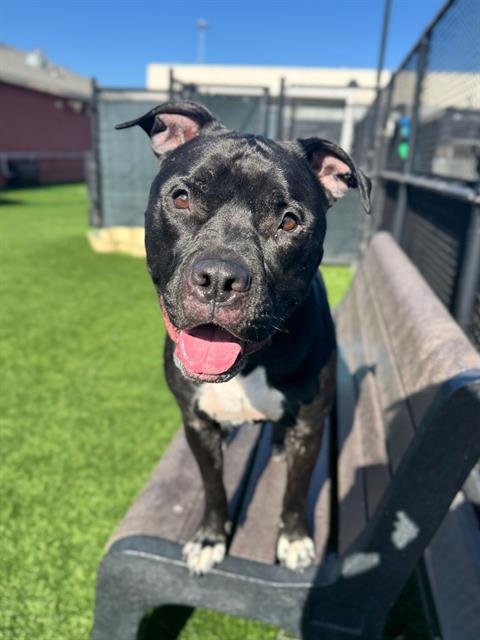 DENIM - Pit Bull Terrier available for adoption