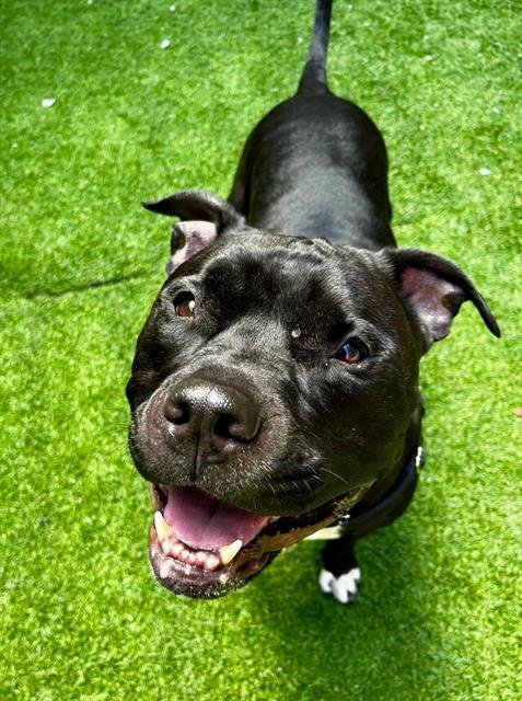 DENIM - Pit Bull Terrier available for adoption