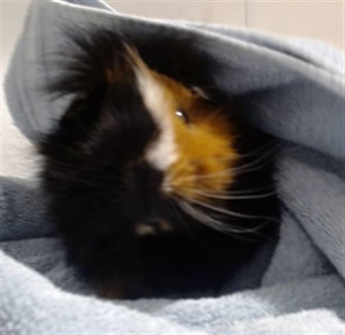 STRIPE - Guinea Pig available for adoption