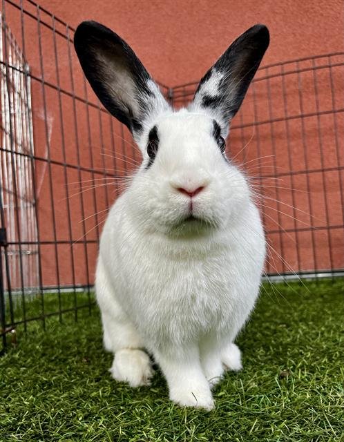 PEANUT - Shorthaired Rabbit available for adoption