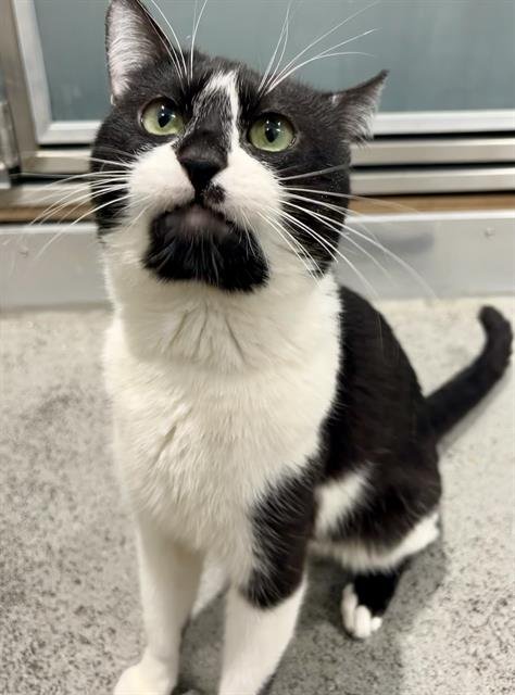 RICK - Domestic Short Hair available for adoption