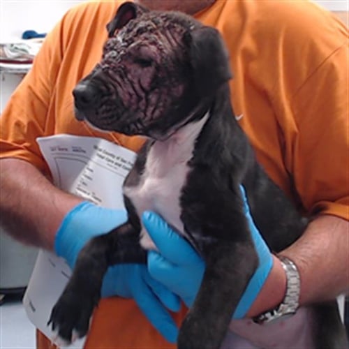 ETTA - Pit Bull Terrier for adoption in San Francisco