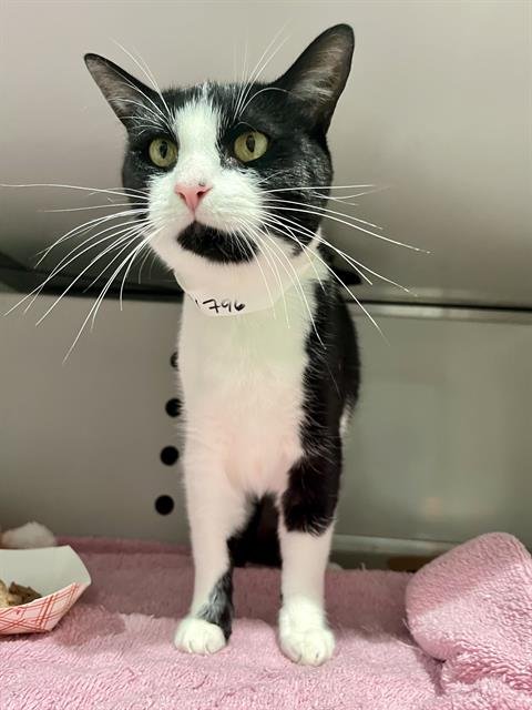 MIMI - Domestic Short Hair available for adoption