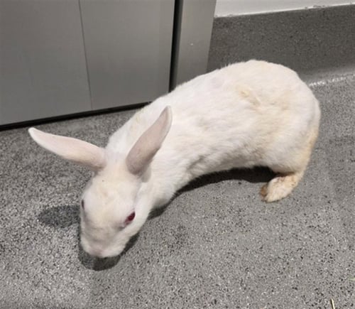 A593730 - Shorthaired Rabbit available for adoption