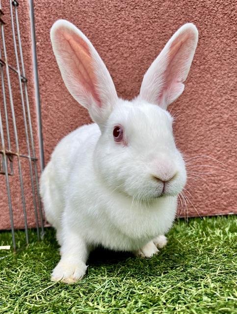 DORALEE - Shorthaired Rabbit available for adoption