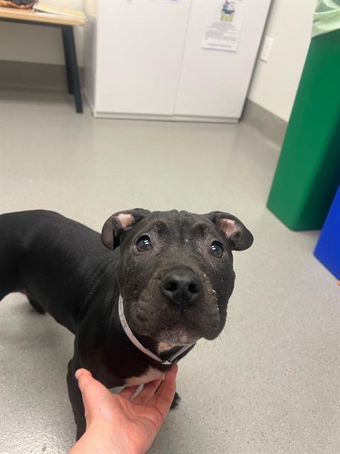 HAZEL - Pit Bull Terrier available for adoption