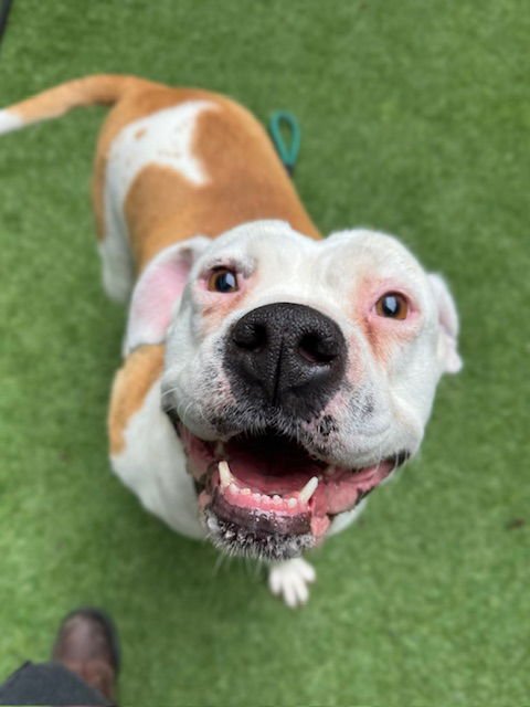 PENNY - Boxer available for adoption