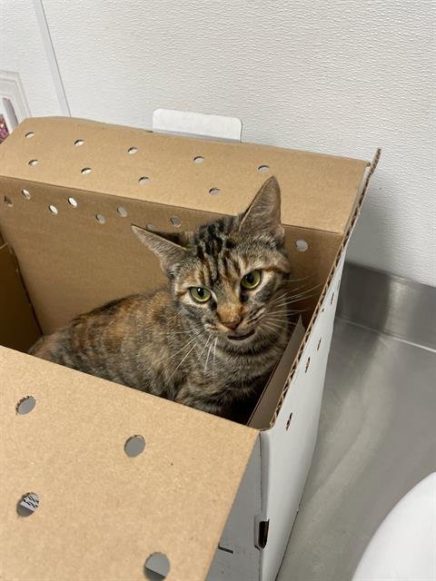 STEPHINA - Domestic Short Hair available for adoption