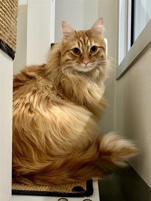 LASAGNA - Domestic Short Hair available for adoption