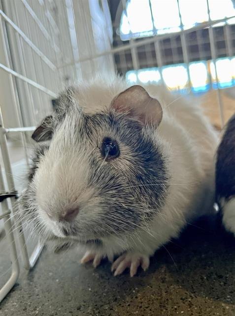 COPITO - Guinea Pig available for adoption