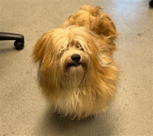 YETI - Tibetan Terrier available for adoption