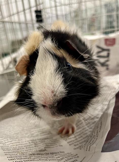 PACO - Guinea Pig available for adoption