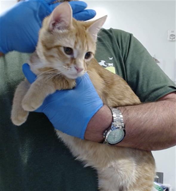 CORNCOB - Domestic Short Hair available for adoption