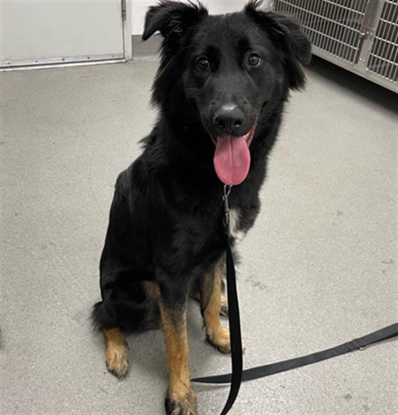 TRAVIS - Belgian Shepherd Dog Sheepdog available for adoption