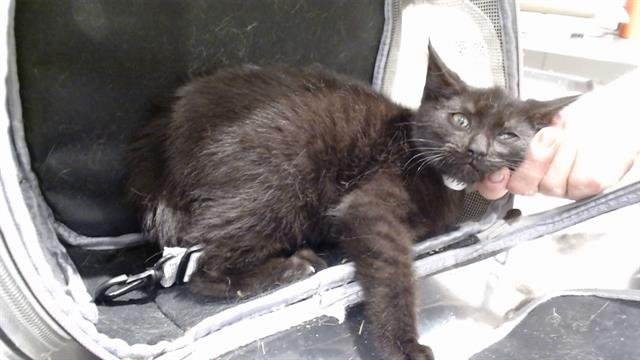 ARIES - Domestic Short Hair available for adoption