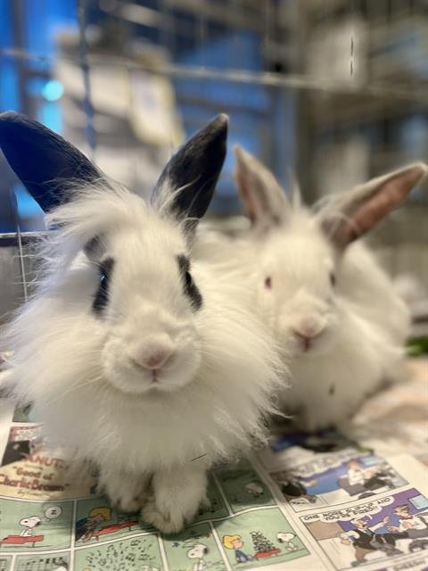 MIC - Shorthaired Rabbit available for adoption