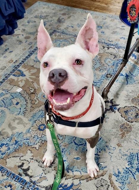 PETEY - Pit Bull Terrier available for adoption
