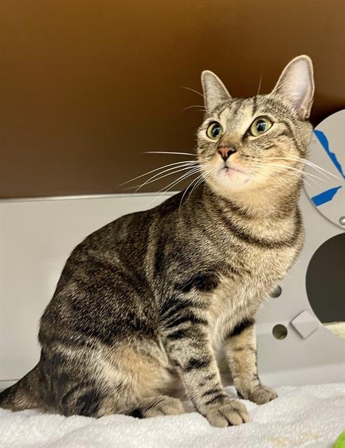 ELSIE - Domestic Short Hair available for adoption