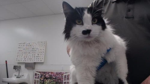 HANNAH - Domestic Long Hair available for adoption