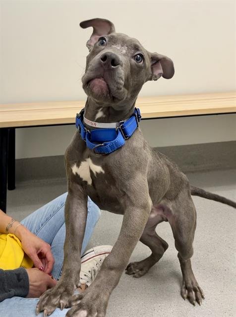APOLLO - Pit Bull Terrier for adoption in San Francisco