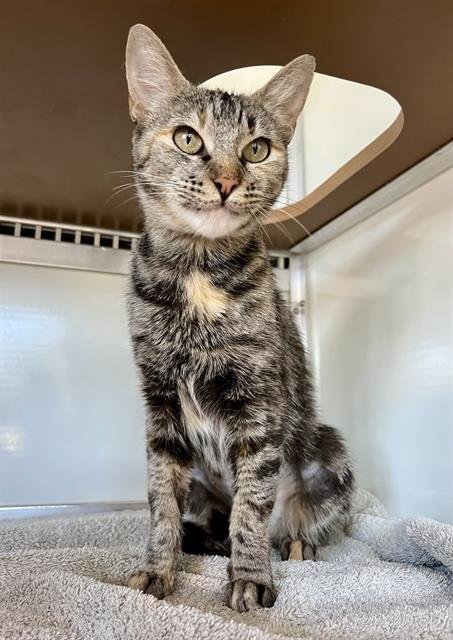 MIRANDA - Domestic Short Hair available for adoption