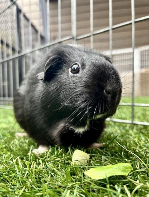 NOVA - Guinea Pig available for adoption