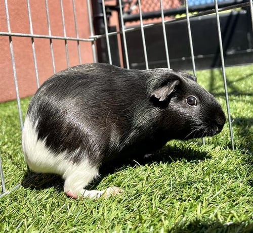 NOVA - Guinea Pig available for adoption
