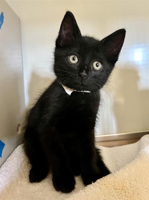 ARIEL - Domestic Short Hair available for adoption
