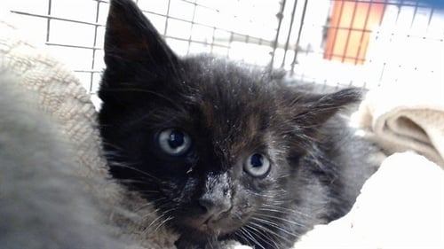 ARIEL - Domestic Short Hair available for adoption