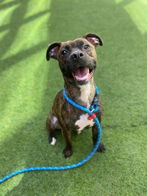 FRISBEE - Boxer available for adoption