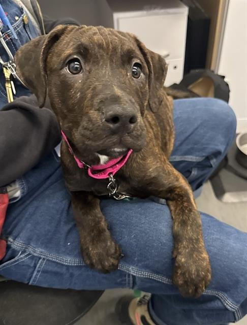 MAGGIE MAY - Mastiff available for adoption