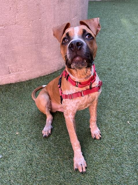 RIGBY - Pit Bull Terrier available for adoption