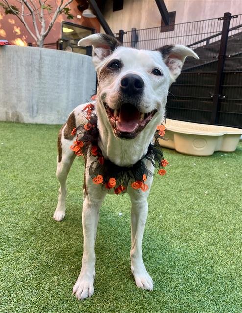 DEWEY - Pit Bull Terrier / Border Collie available for adoption